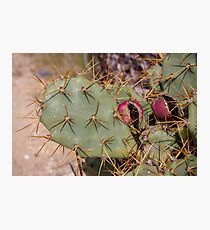 Opuntia prickly pear cactus with thorns and fruits, prickly close up Photographic Print