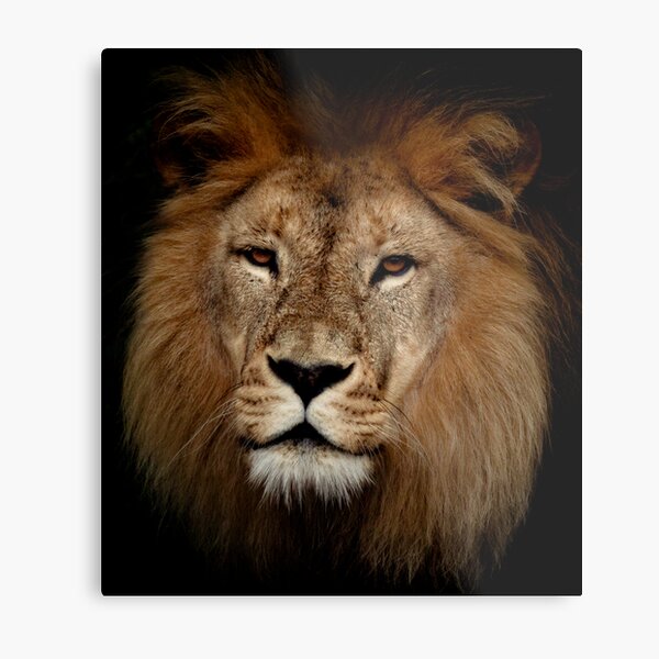 King Metal Print