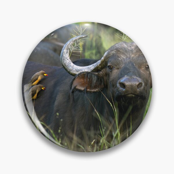 Item preview, Cape Buffalo - Moremi Game Reserve, Okavango Delta, Botswana, Africa designed and sold by Sean De Freitas.
