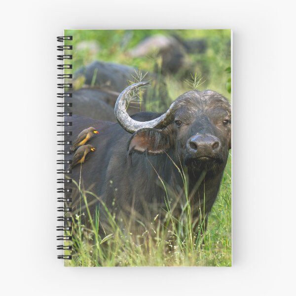 Item preview, Cape Buffalo - Moremi Game Reserve, Okavango Delta, Botswana, Africa designed and sold by Sean De Freitas.