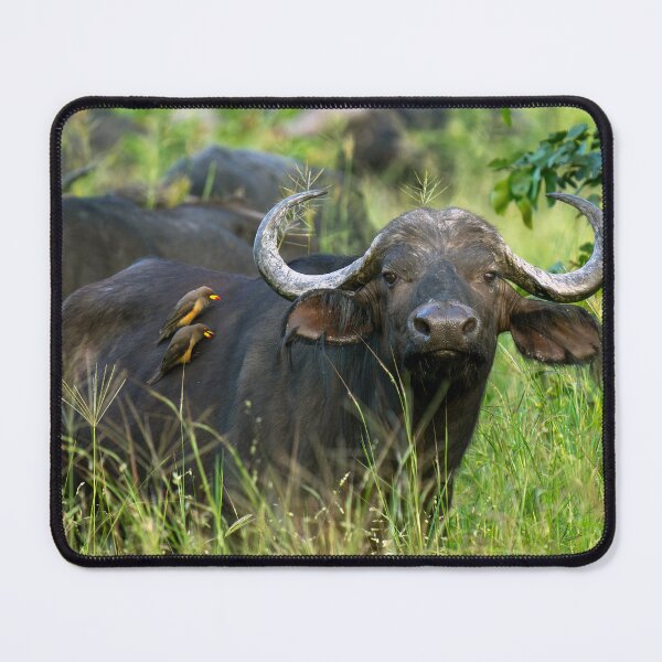 Item preview, Cape Buffalo - Moremi Game Reserve, Okavango Delta, Botswana, Africa designed and sold by Sean De Freitas.
