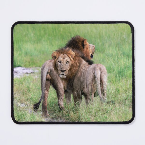 Item preview, Brothers in Arms! Lions in Africa designed and sold by Sean De Freitas.
