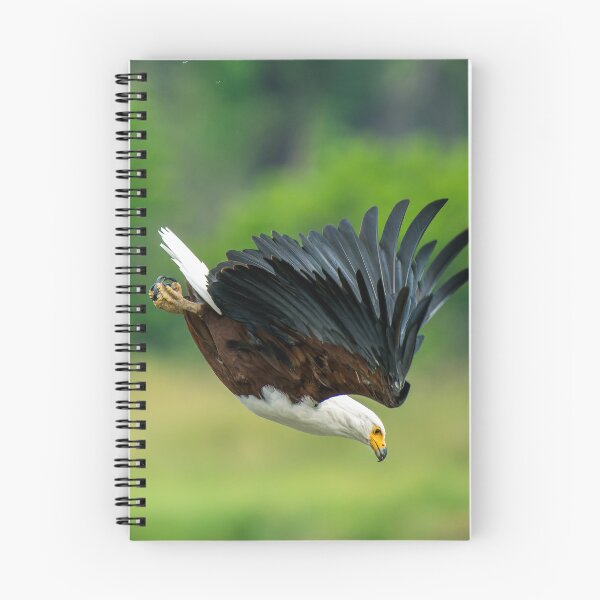 Item preview, African Fish Eagle in full flight - Okavango Delta, Botswana, Africa designed and sold by Sean De Freitas.