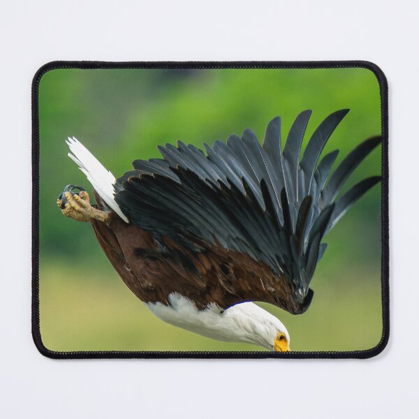 Item preview, African Fish Eagle in full flight - Okavango Delta, Botswana, Africa designed and sold by Sean De Freitas.