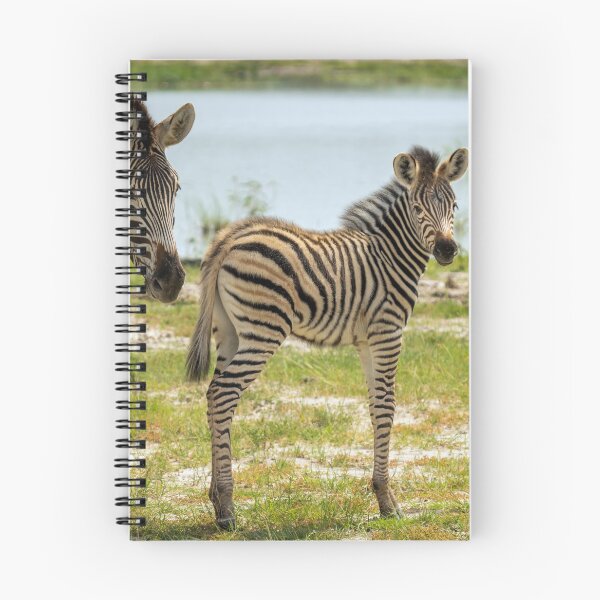 Item preview, Zebra - Okavango Delta, Botswana designed and sold by Sean De Freitas.