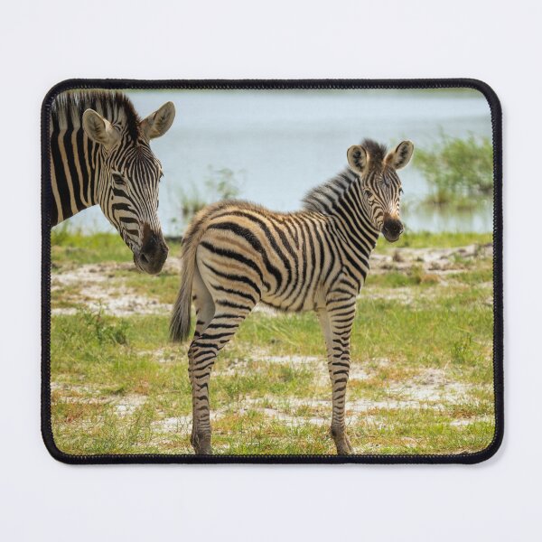 Item preview, Zebra - Okavango Delta, Botswana designed and sold by Sean De Freitas.