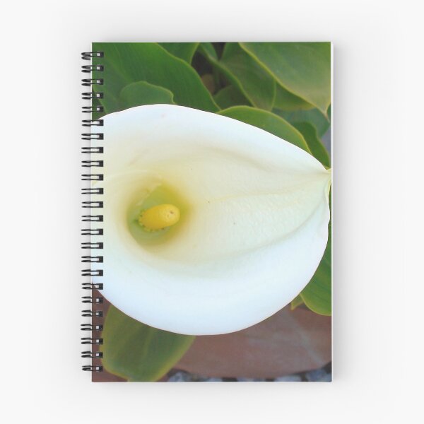 Item preview, Overhead Shot Of Calla Lily Trumpet-shaped Bract designed and sold by taiche.