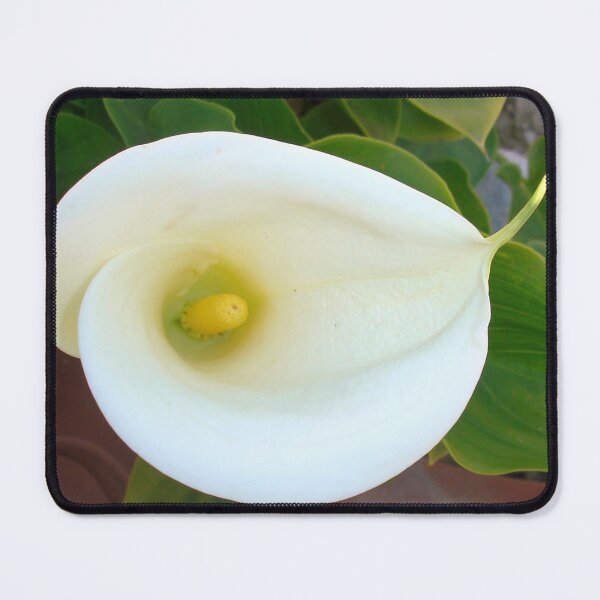 Item preview, Overhead Shot Of Calla Lily Trumpet-shaped Bract designed and sold by taiche.
