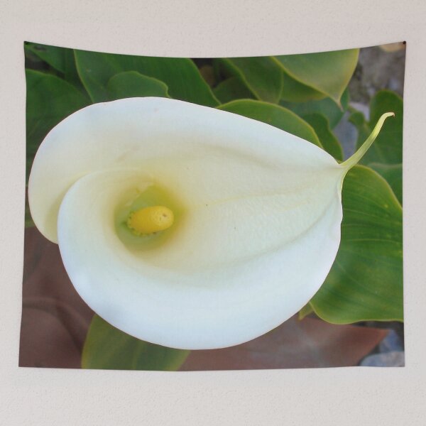 Item preview, Overhead Shot Of Calla Lily Trumpet-shaped Bract designed and sold by taiche.