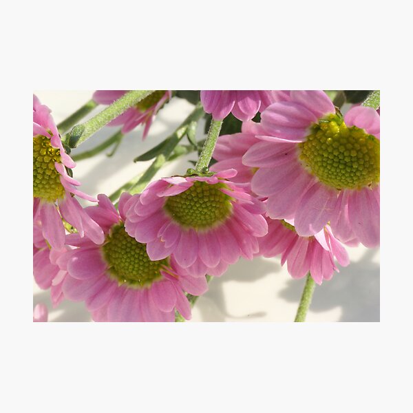 Item preview, Sweet pink designed and sold by CanDuCreations.