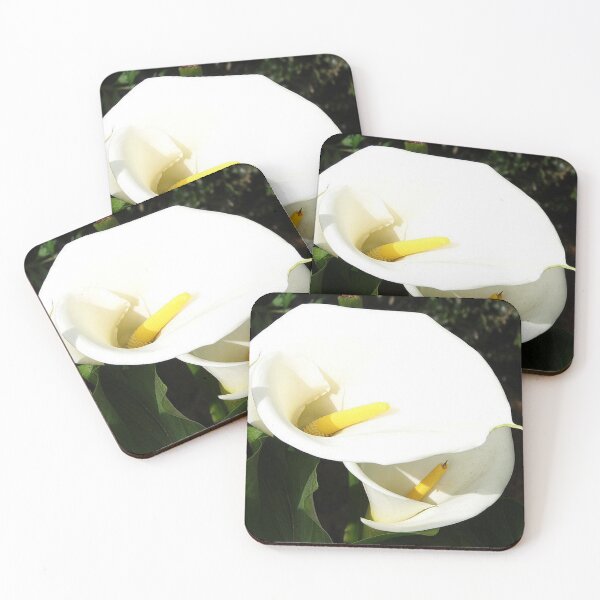 Aperçu de l'œuvre Belles fleurs de Calla blanches en plein soleil créée et vendue par taiche.