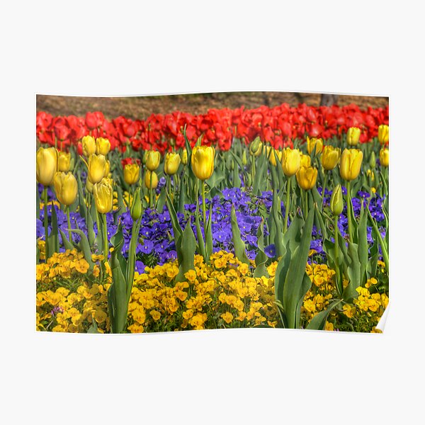 Spring Flowers at Centennial Park, Nashville, Tennessee Poster