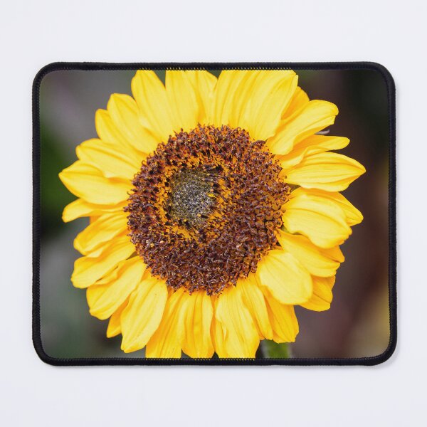 Item preview, A Sunflower designed and sold by Tanya C Smith.