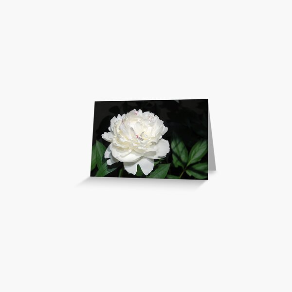 Item preview, One White Peony designed and sold by Kathleen Brant.