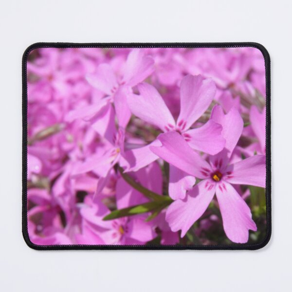 Item preview, Creeping Phlox designed and sold by VanyGo.
