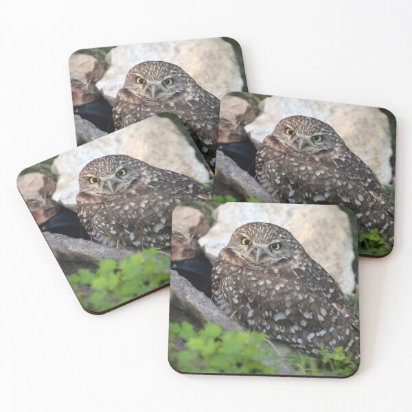 Item preview, Burrowing Owl designed and sold by Savannah Gibbs.