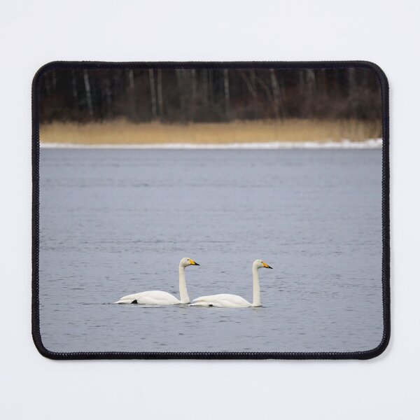 Item preview, And I will follow. Whooper swan designed and sold by Jouko Lehto Photography.
