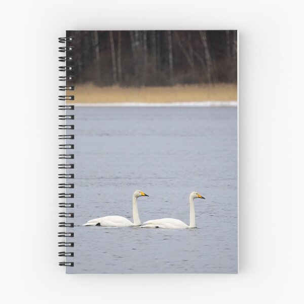 Item preview, And I will follow. Whooper swan designed and sold by Jouko Lehto Photography.