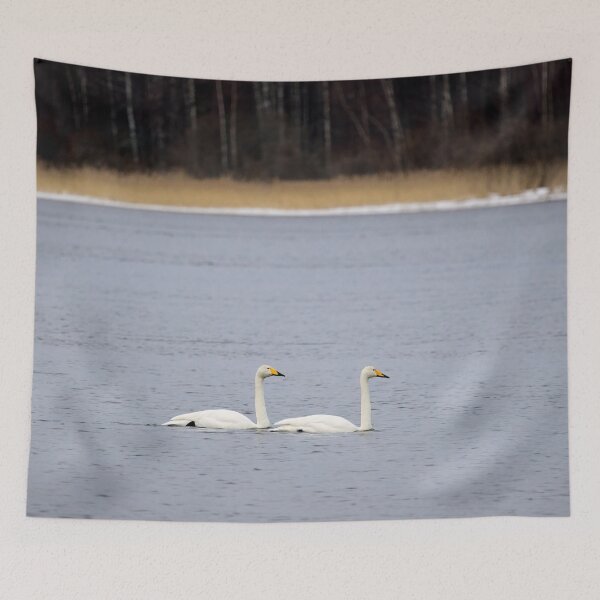 Item preview, And I will follow. Whooper swan designed and sold by Jouko Lehto Photography.