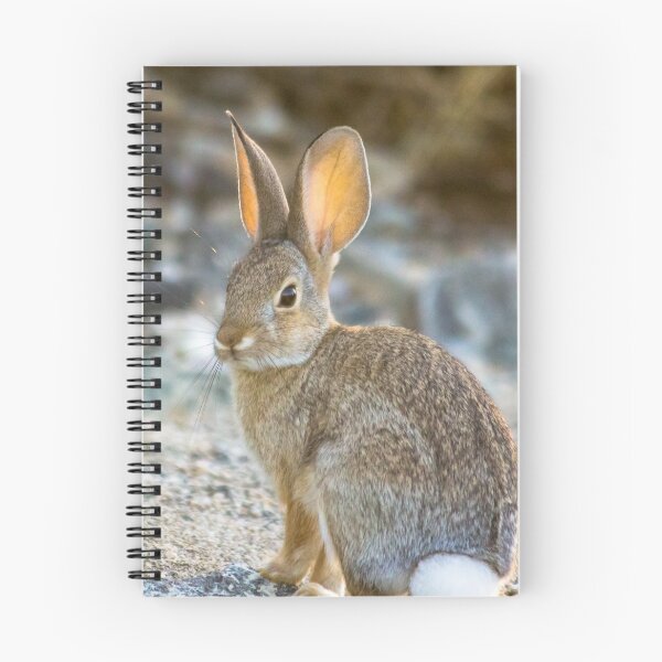 Item preview, Posing Cottontail Rabbit  designed and sold by Ollivrosa.