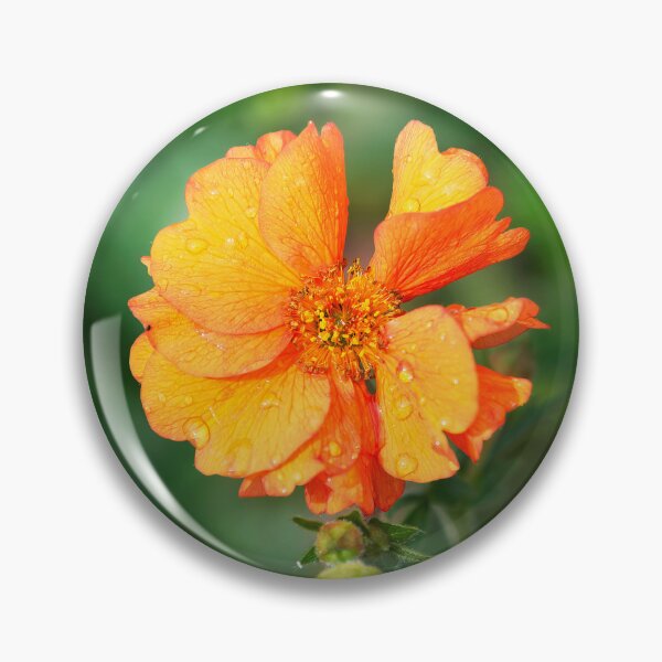 Item preview, Geum Totally Tangerine designed and sold by Dorset Girl.