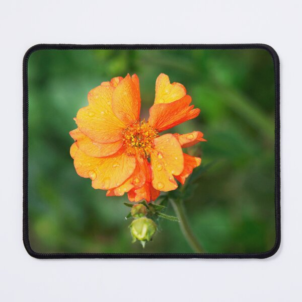 Item preview, Geum Totally Tangerine designed and sold by Dorset Girl.