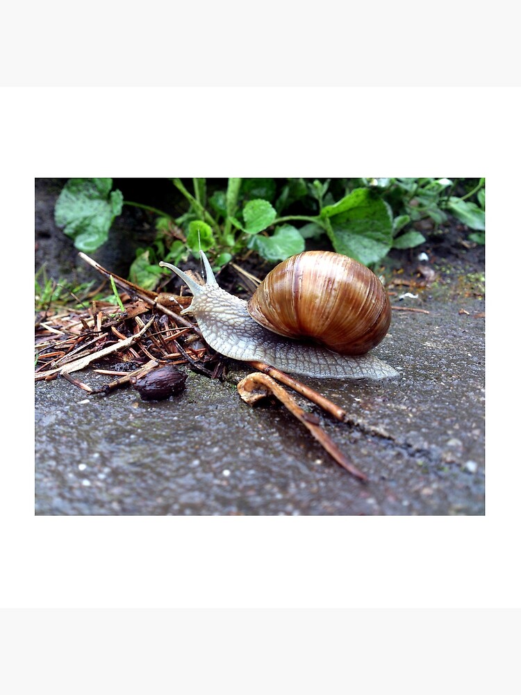 Weinberg-Schnecke von Gourmetkater