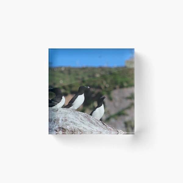 Item preview, A Gang of Razorbills designed and sold by Kaylee Busniuk.
