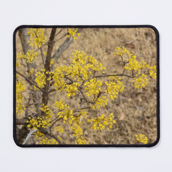 Item preview, Cornus officinalis 10 designed and sold by yunee.