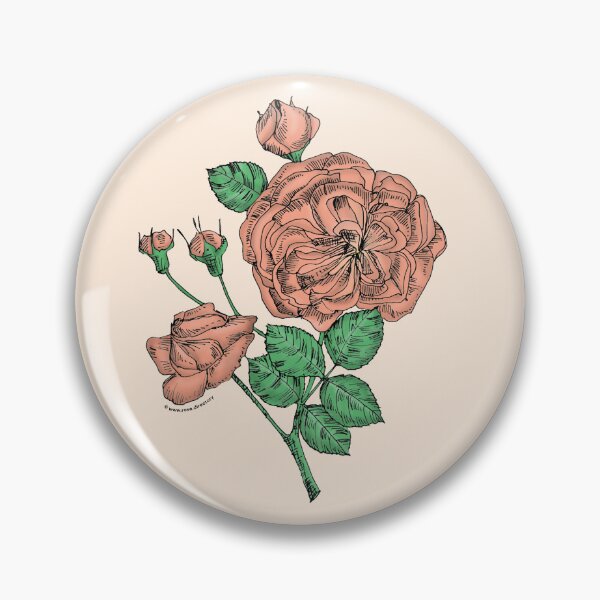 Item preview, Apricot Rosette Rose Bloom Semi-Double 8-15 Petals In 2 Rows designed and sold by Rachael Taylor.