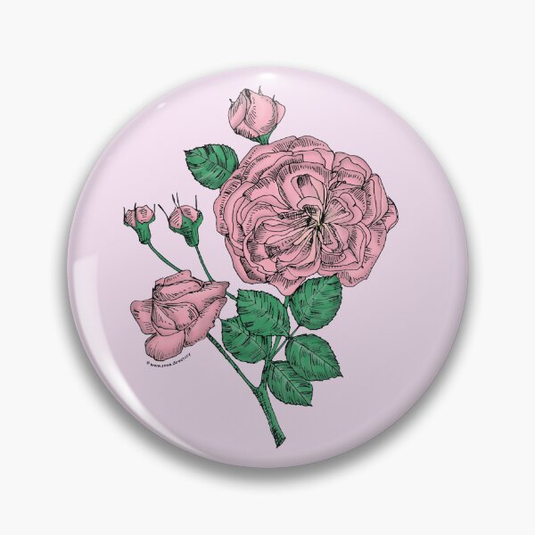 Item preview, Light Pink Rosette Rose Bloom Semi-Double 8-15 Petals In 2 Rows designed and sold by Rachael Taylor.