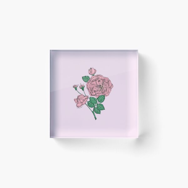 Item preview, Light Pink Rosette Rose Bloom Semi-Double 8-15 Petals In 2 Rows designed and sold by Rachael Taylor.