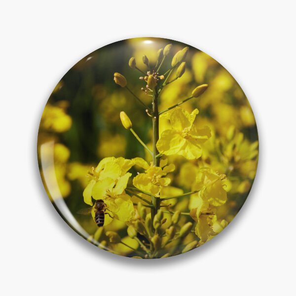 Item preview, spring rapeseed designed and sold by ThomasFoto.