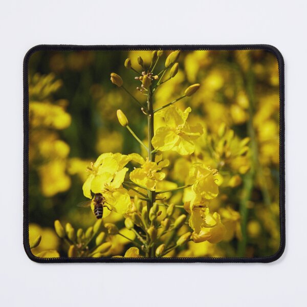 Item preview, spring rapeseed designed and sold by ThomasFoto.