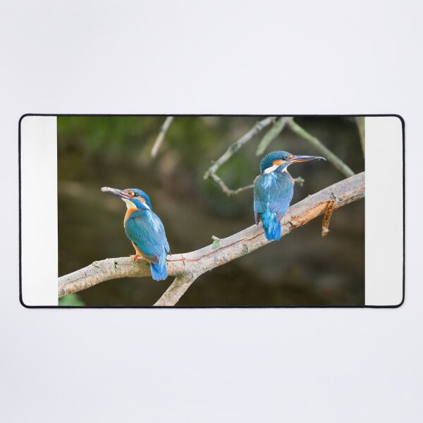 Item preview, A pair of Kingfishers on teh Little Stour designed and sold by rogerstanger.