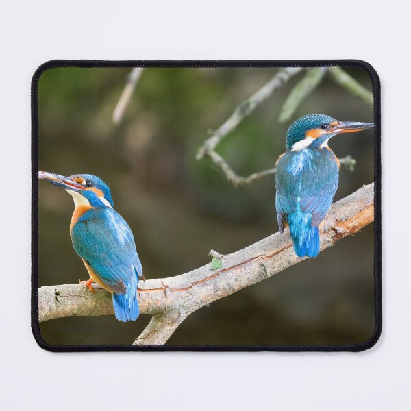 Item preview, A pair of Kingfishers on teh Little Stour designed and sold by rogerstanger.