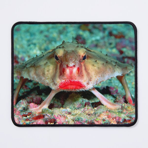 Item preview, Red Lipped Batfish designed and sold by CrushArt1.