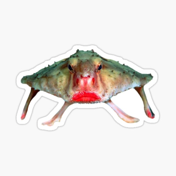 Batfish Merch & Gifts for Sale