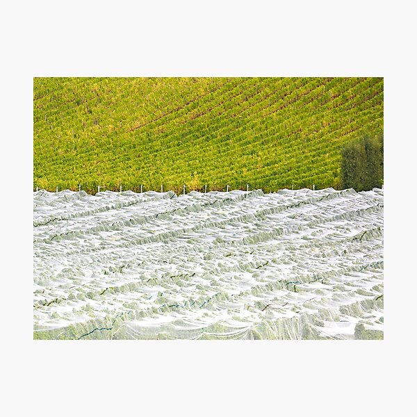 Item preview, Vineyard designed and sold by Travelling Photo.