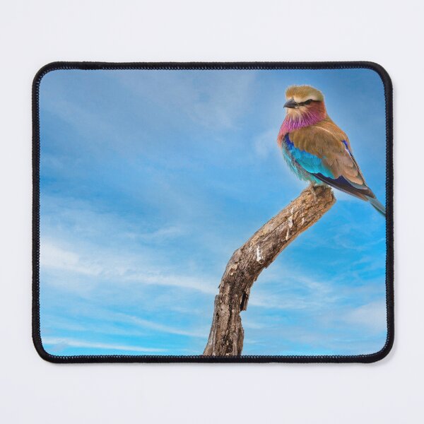 Item preview, Beauty With Wings, The Lilac Breasted Roller designed and sold by Kay Brewer.