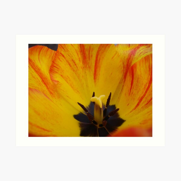 Tulip Art Print