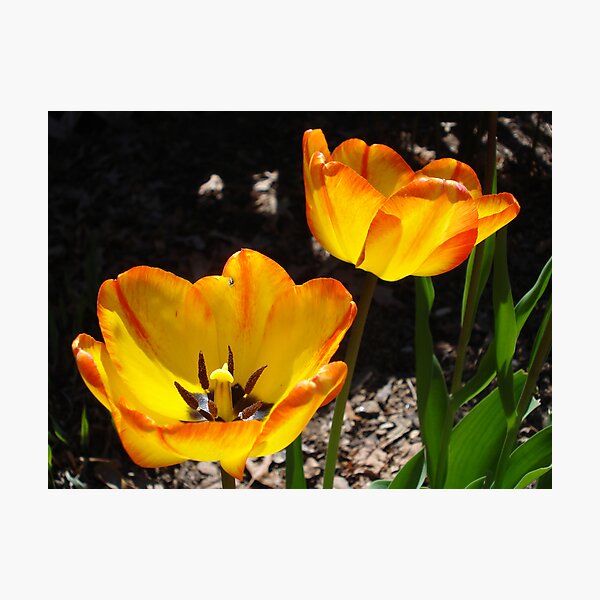 Tulip Twins Photographic Print