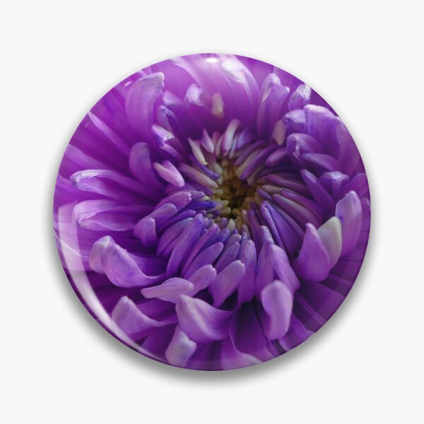 Item preview, Gorgeous Purple Chrysanthemum Bloom designed and sold by jaynerushton.
