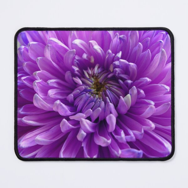 Item preview, Gorgeous Purple Chrysanthemum Bloom designed and sold by jaynerushton.