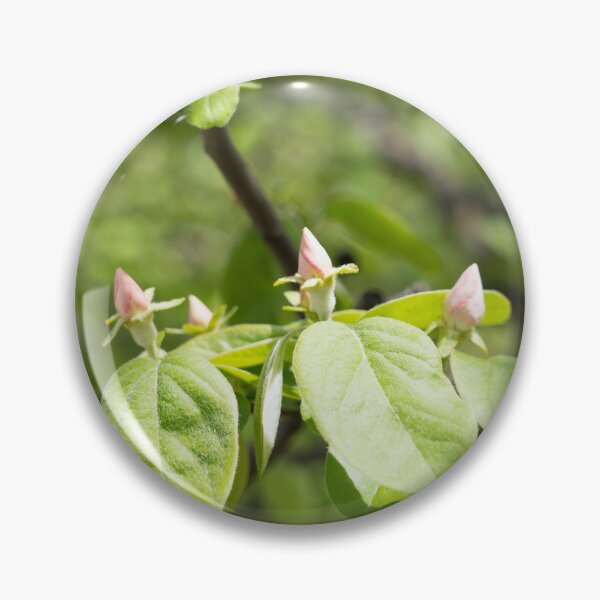 Item preview, Quince Buds and Velvety Leaves designed and sold by Georgia Mizuleva.