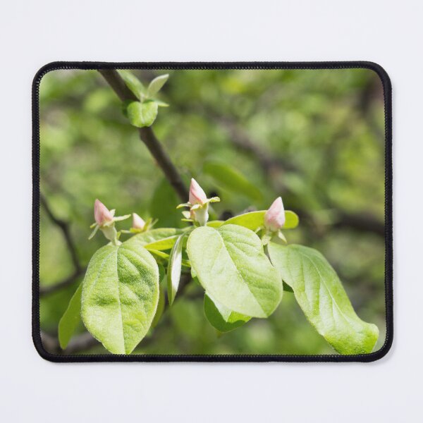 Item preview, Quince Buds and Velvety Leaves designed and sold by Georgia Mizuleva.