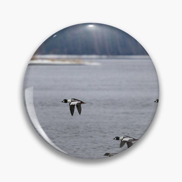 Item preview, Who will be the prince of the dreams. Common goldeneye designed and sold by Jouko Lehto Photography.