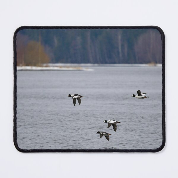 Item preview, Who will be the prince of the dreams. Common goldeneye designed and sold by Jouko Lehto Photography.