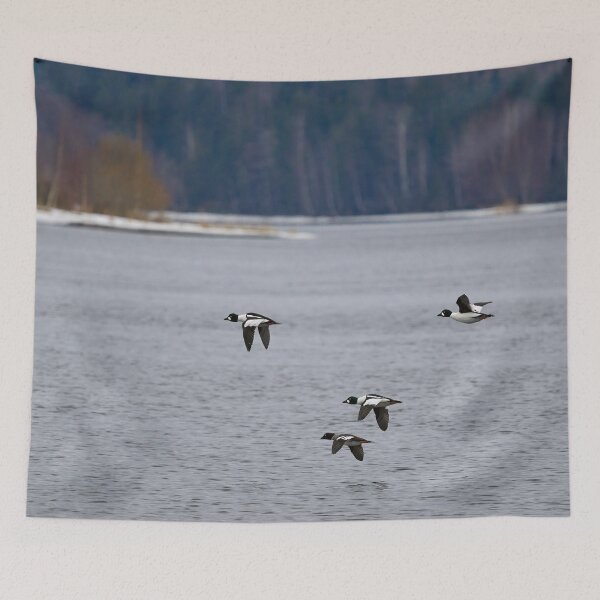 Item preview, Who will be the prince of the dreams. Common goldeneye designed and sold by Jouko Lehto Photography.
