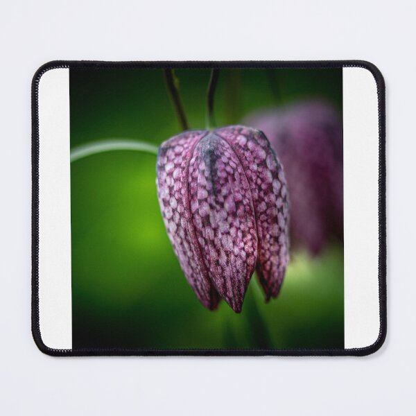 Item preview, Fritillary designed and sold by Mothboybrown.